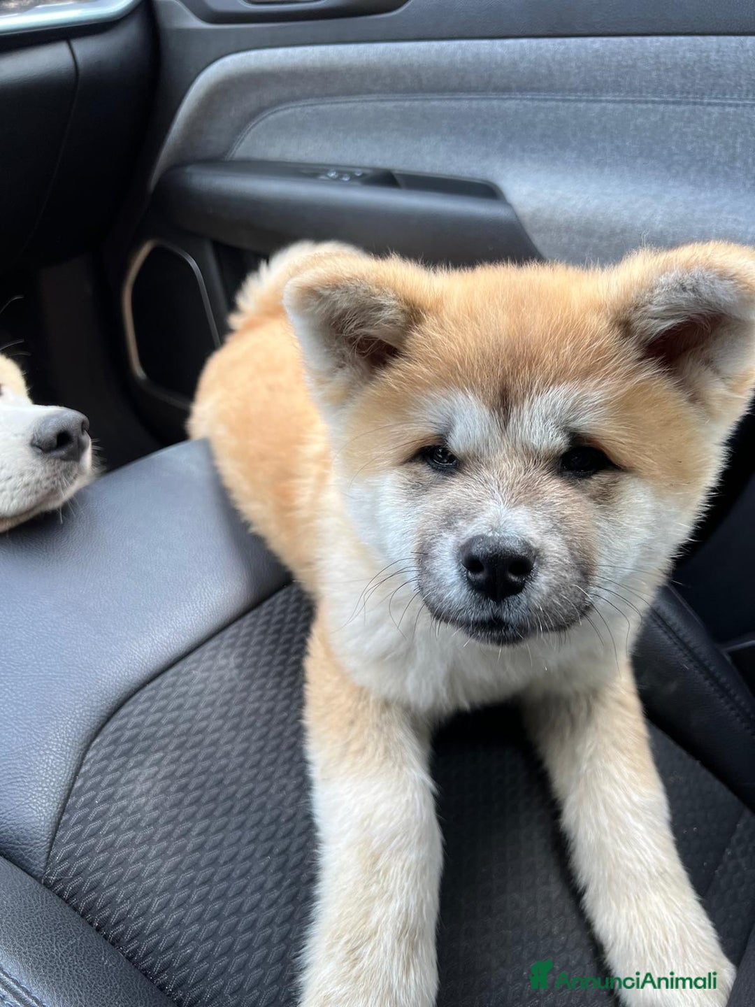 Akita Inu cani in vendita: Cuccioli di akita inu disponibili dal 23 dicembre  - Annuncio 8