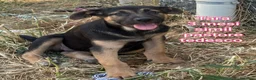 Meticcio cani in regalo: CUCCIOLI: TEMPO SCADUTO, URGENTE  a Provincia di Arezzo - Annuncio 3
