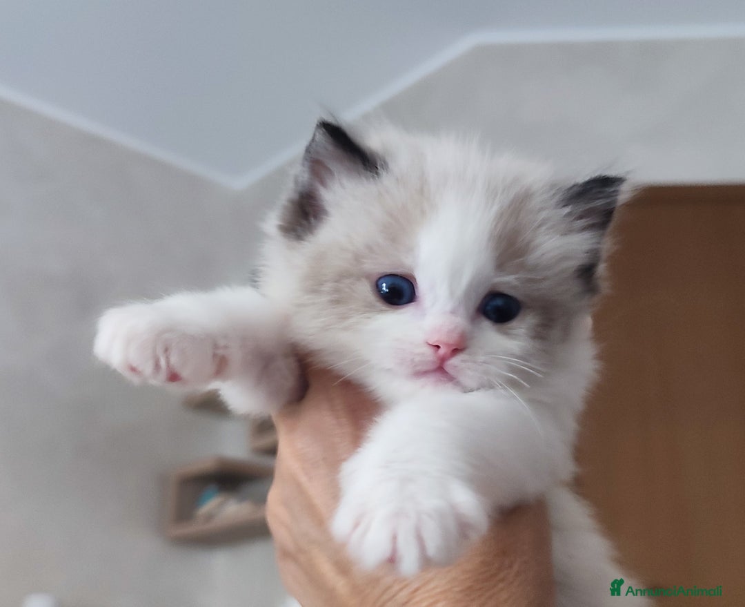 Ragdoll gatti in vendita: Cucciolo ragdoll  a Città metropolitana di Milano - Immagine 6