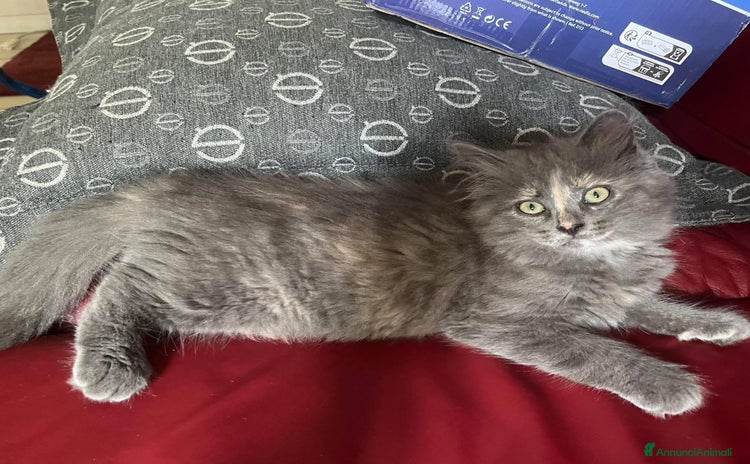 Siberiano gatti a Provincia di Biella - Annuncio 16