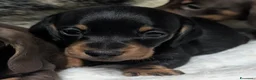Bassotto cani in vendita: Bassotti Nani - Annuncio 5