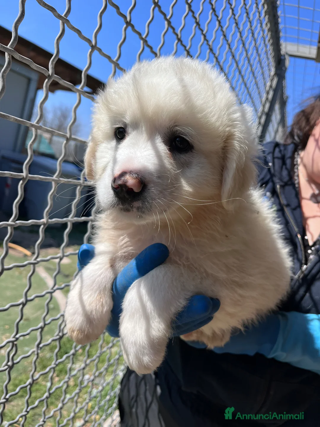 Pastore Maremmano cani in regalo: Cucciolo maremmano in canile a Provincia di Padova - Annuncio 1