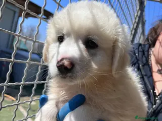 Pastore Maremmano cani Cucciolo maremmano in canile - Annuncio 29