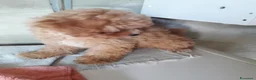 Maltipoo cani in vendita: Maltipo maschio  - Annuncio 4