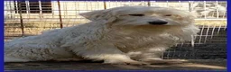 Meticcio cani in regalo: PEGGIO giovane spinoncino un po'timoroso a Provincia di Parma - Annuncio 6