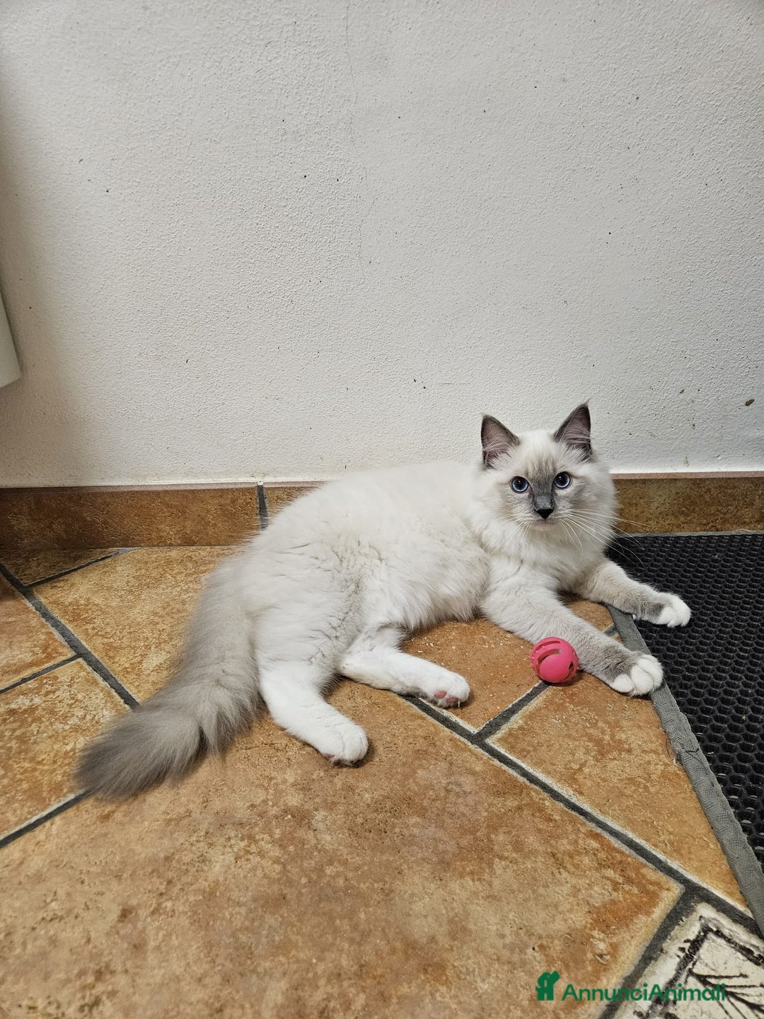 Ragdoll gatti in vendita: Ragdoll blu mitted a Provincia di Brescia - Immagine 12