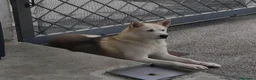 Meticcio cani in regalo: CERCA UNA NUOVA FAMIGLIA  a Ente di decentramento regionale di Udine - Annuncio 3