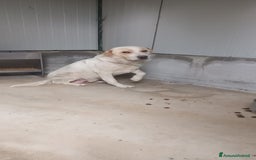 Labrador cani in regalo: OSVALDO  a Provincia di Avellino - Immagine 3