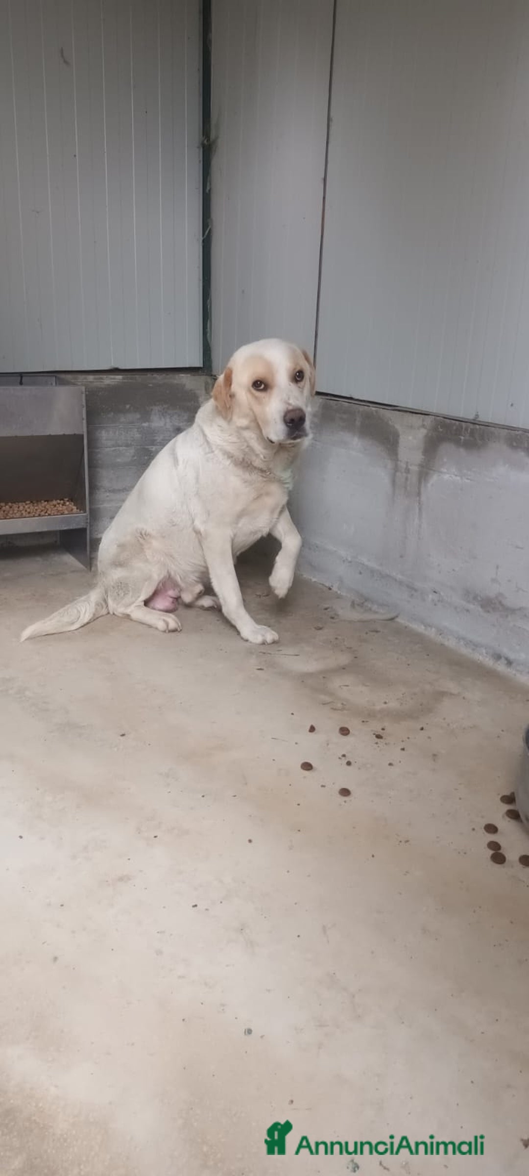 Labrador cani in regalo: OSVALDO  a Provincia di Avellino - Immagine 3