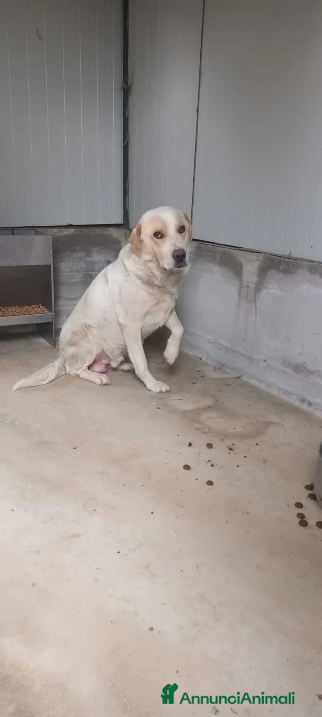 Labrador cani in regalo: OSVALDO  a Provincia di Avellino - Annuncio 3