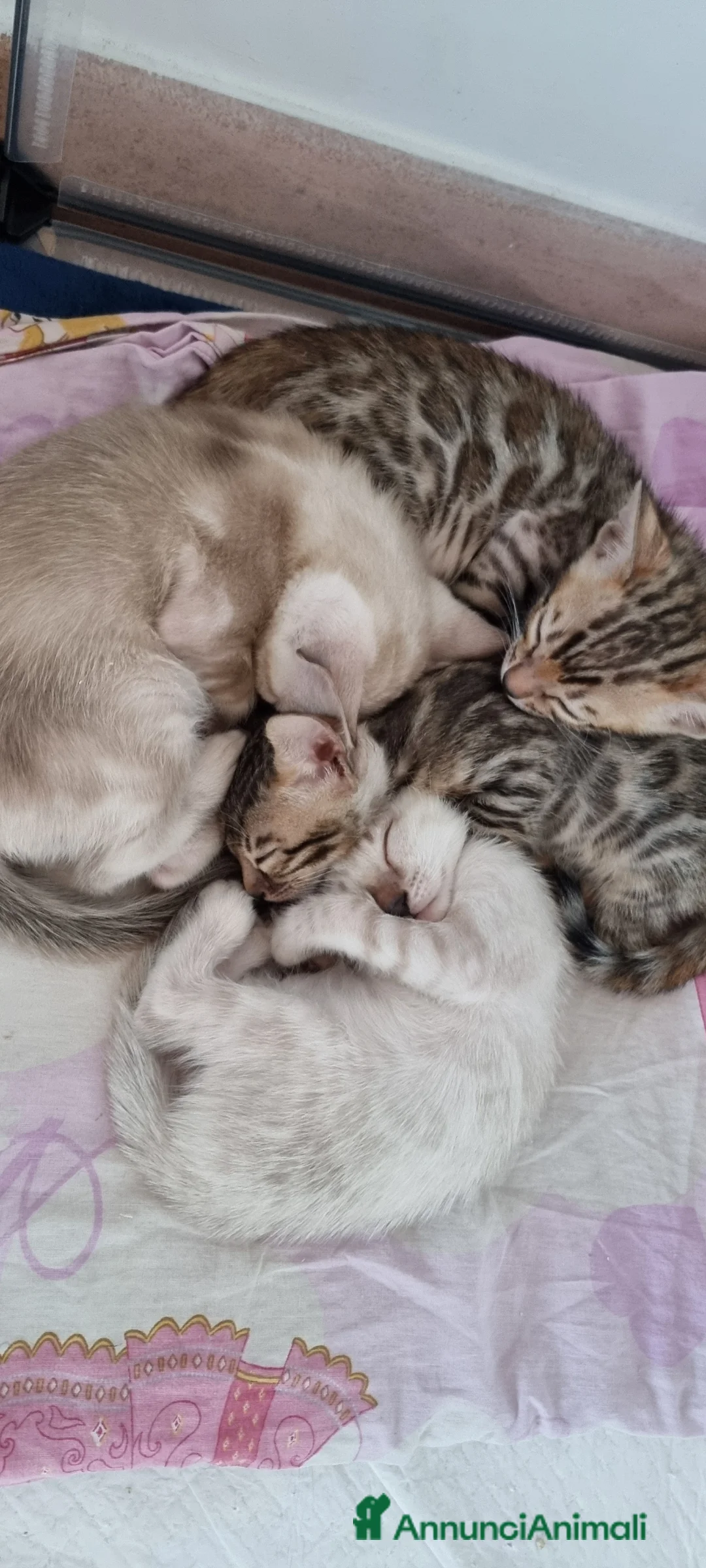 Bengala gatti in vendita: Gattini Bengala con Pedigree  - Annuncio 1