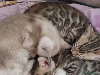 Bengala gatti Gattini Bengala con Pedigree - Annuncio 1