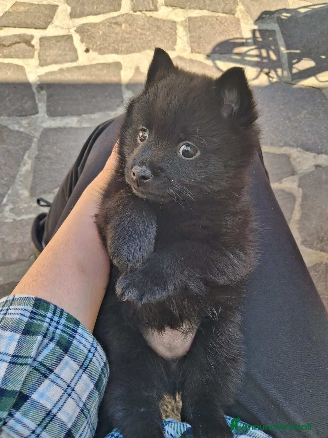 Schipperke cani in vendita: Cucciolata di schipperkee  - Annuncio 2
