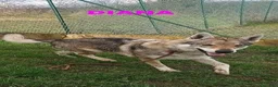 Lupo Cecoslovacco cani in regalo: DIANA bellissima - per esperti a Provincia di Lucca - Annuncio 1