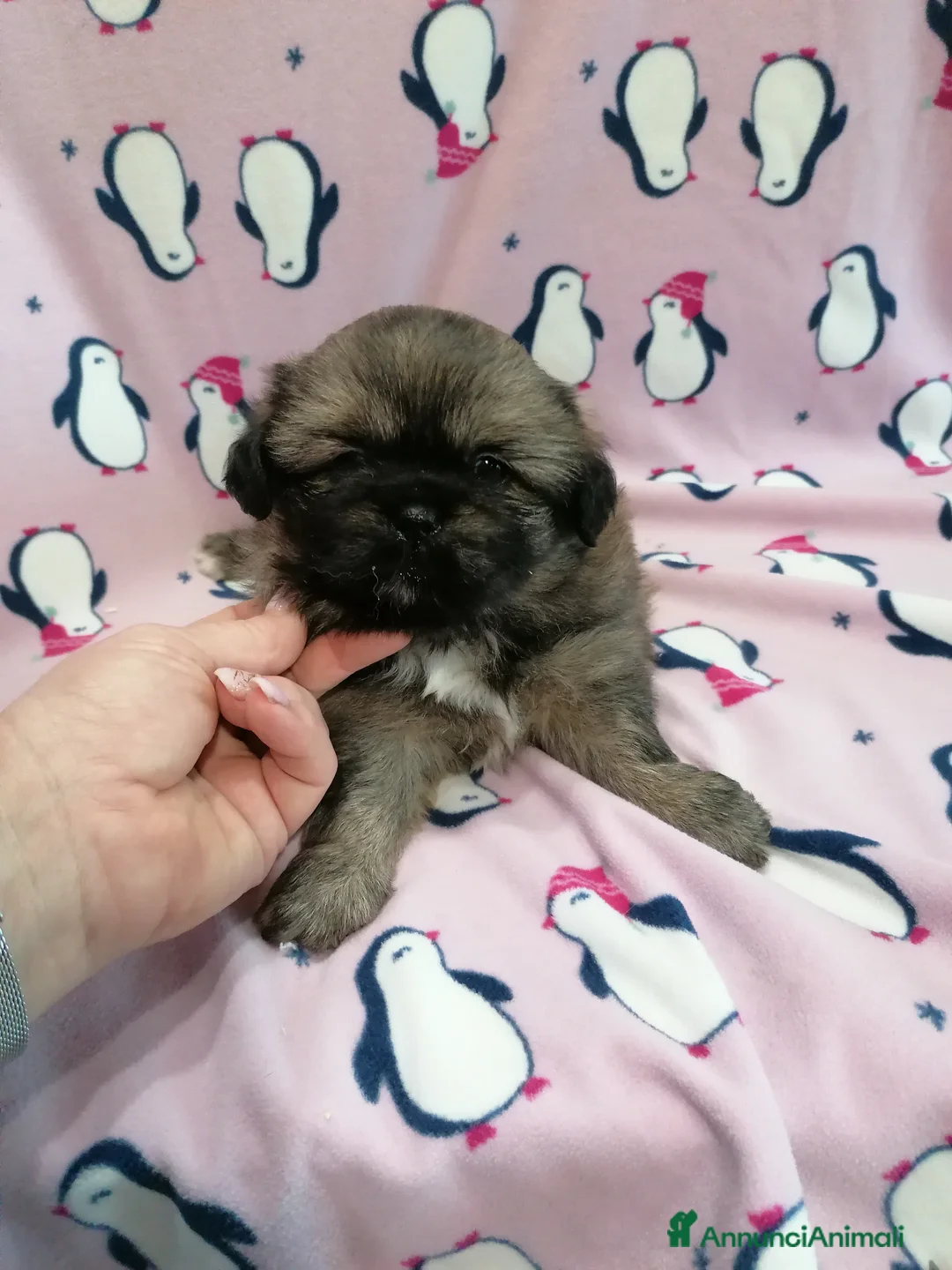 Tibetan Spaniel cani in vendita: Tibetan Spaniel cuccioli - Annuncio 2