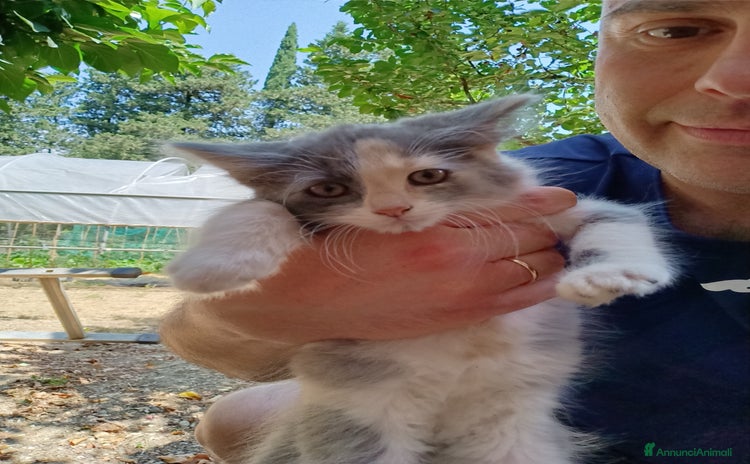 Altre razze gatti a Provincia di Perugia - Annuncio 16
