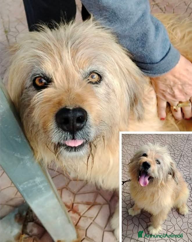 Meticcio cani ADOZ.DEL💔:perso tutto,senza la casa che ha avuto - Annuncio 3