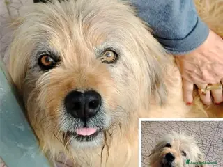 Meticcio cani ADOZ.DEL💔:perso tutto,senza la casa che ha avuto - Annuncio 3