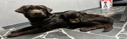 Labrador cani in vendita: Cuccioli Labrador chocolate - Annuncio 7