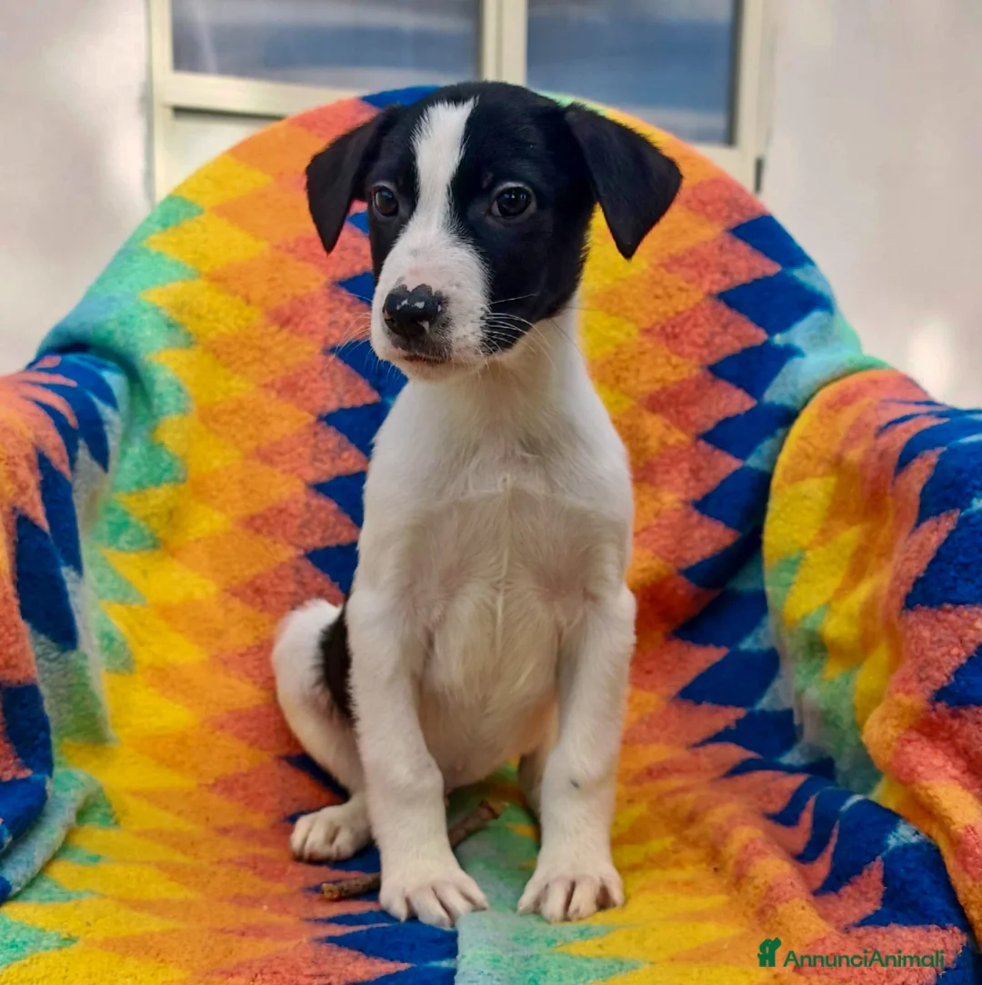 Meticcio cani in regalo: SESAMO 💙 - cucciolo futura taglia medio-piccola - Annuncio 4