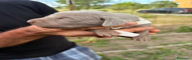Weimaraner 3