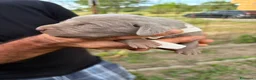 Weimaraner cani in vendita: Cucciolata di 6 weimaraner  - Annuncio 2