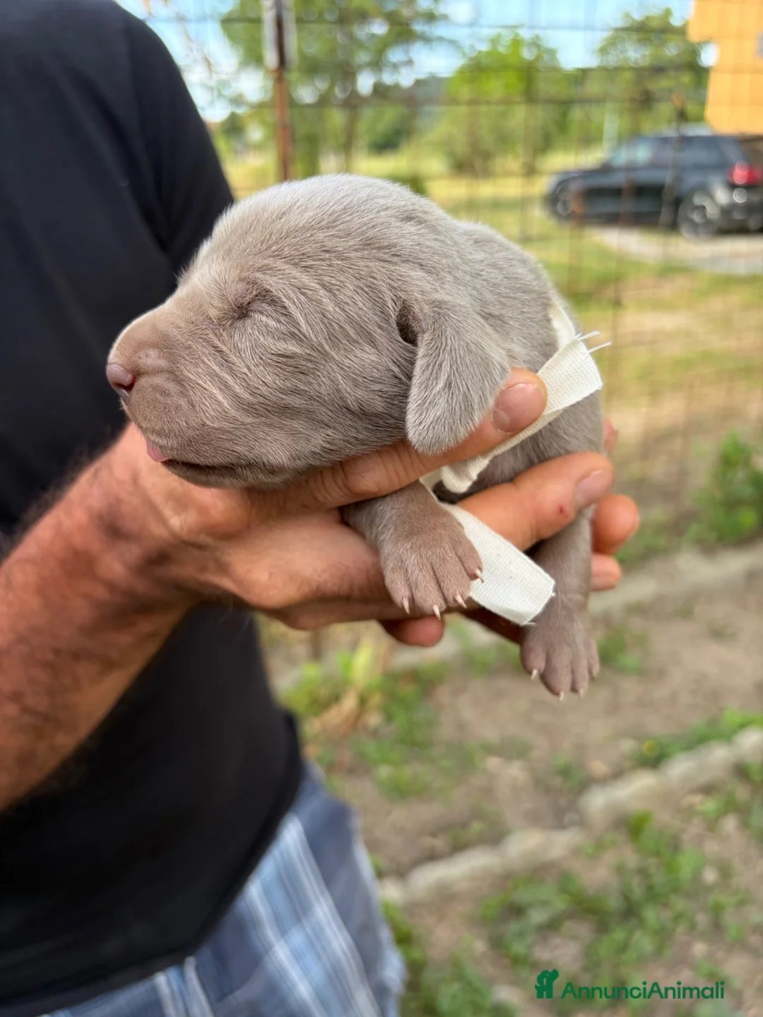 Weimaraner cani in vendita: Cucciolata di 6 weimaraner  - Annuncio 2