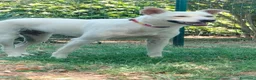 Meticcio cani in regalo: Luna dolcissima cucciolona di tg medio contenuta  - Annuncio 7