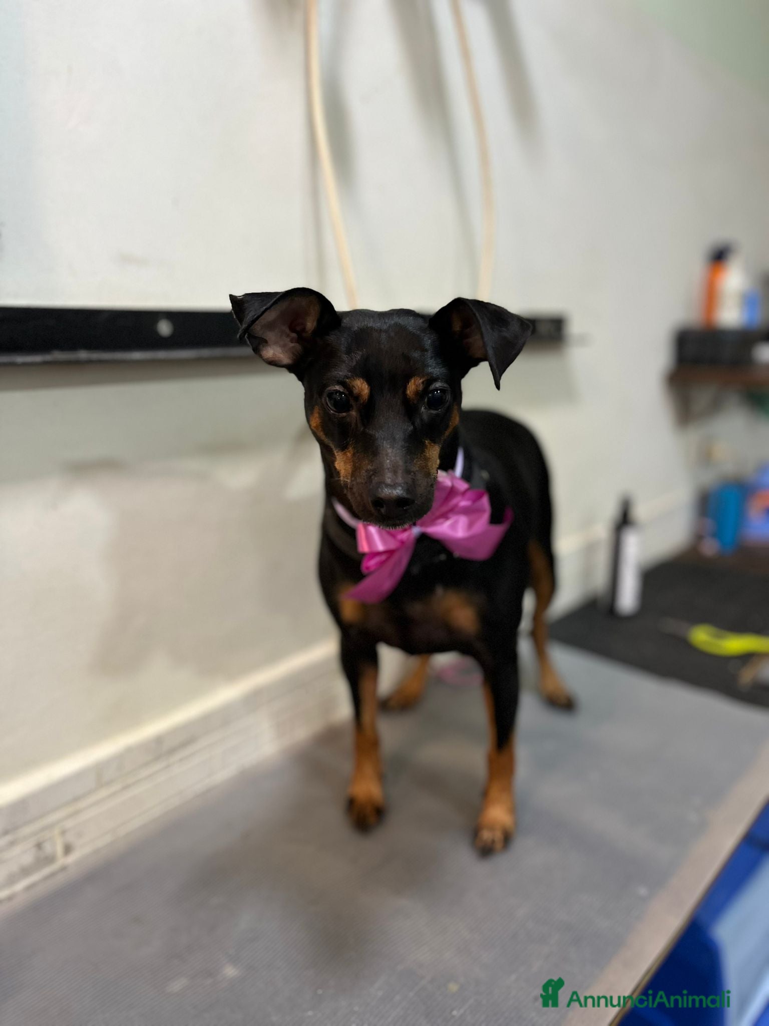 Altre razze cani Pinscher - Annuncio 10