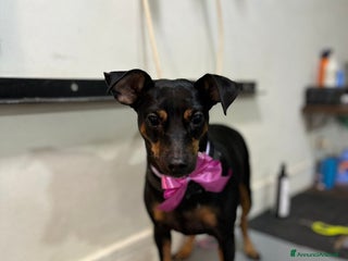 Altre razze cani Pinscher - Annuncio 36