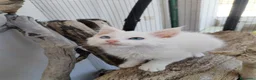 Maine Coon gatti in vendita: Maine coon  - Annuncio 10