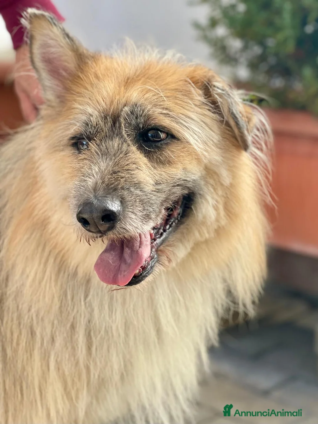 Meticcio cani in regalo: SPANK CERCA CASA - Annuncio 1