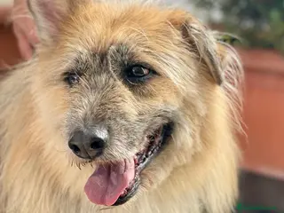 Meticcio cani SPANK CERCA CASA - Annuncio 25