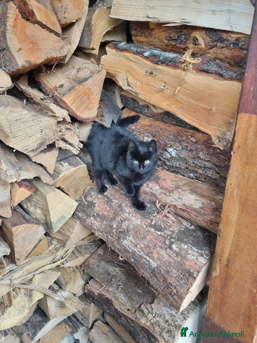 Altre razze gatti in regalo: Trovato gattino - Annuncio 2