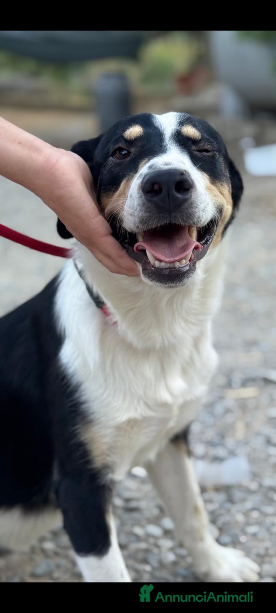 Meticcio cani Pablo  - Annuncio 2