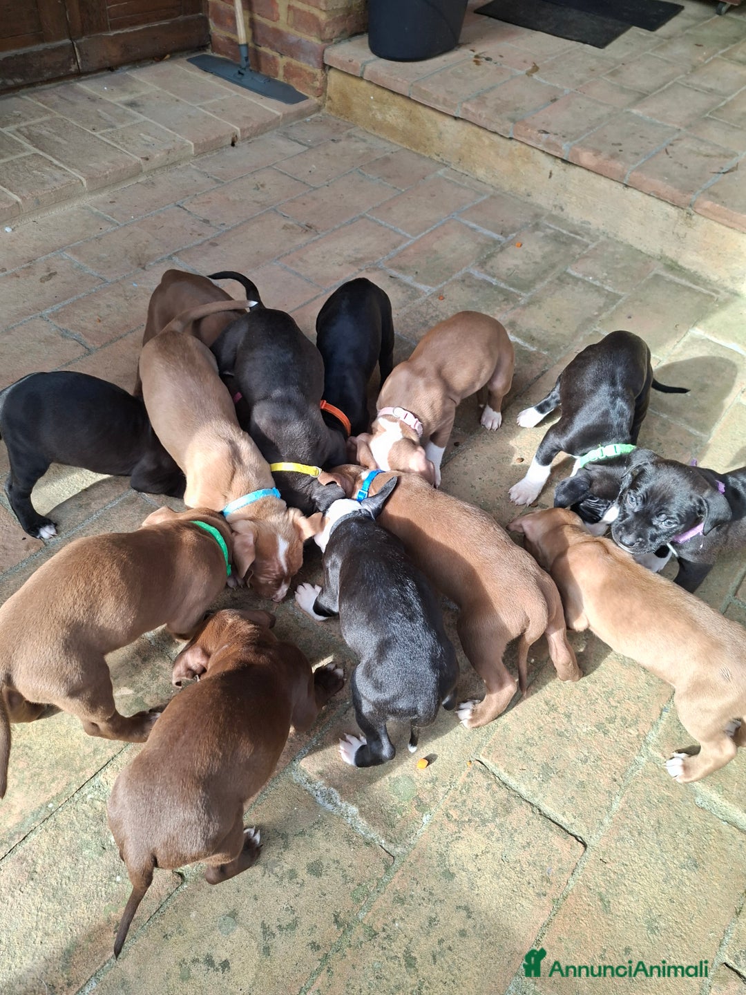 American Bully cani in vendita: Cuccioli di pitbull - Annuncio 3