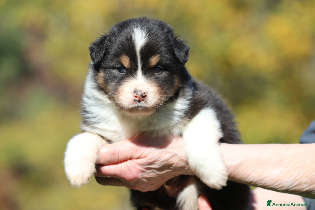 Australian Shepherd cani in vendita: PAstori Australiani cuccioli-Biancaneve e i 6 Nani - Annuncio 4