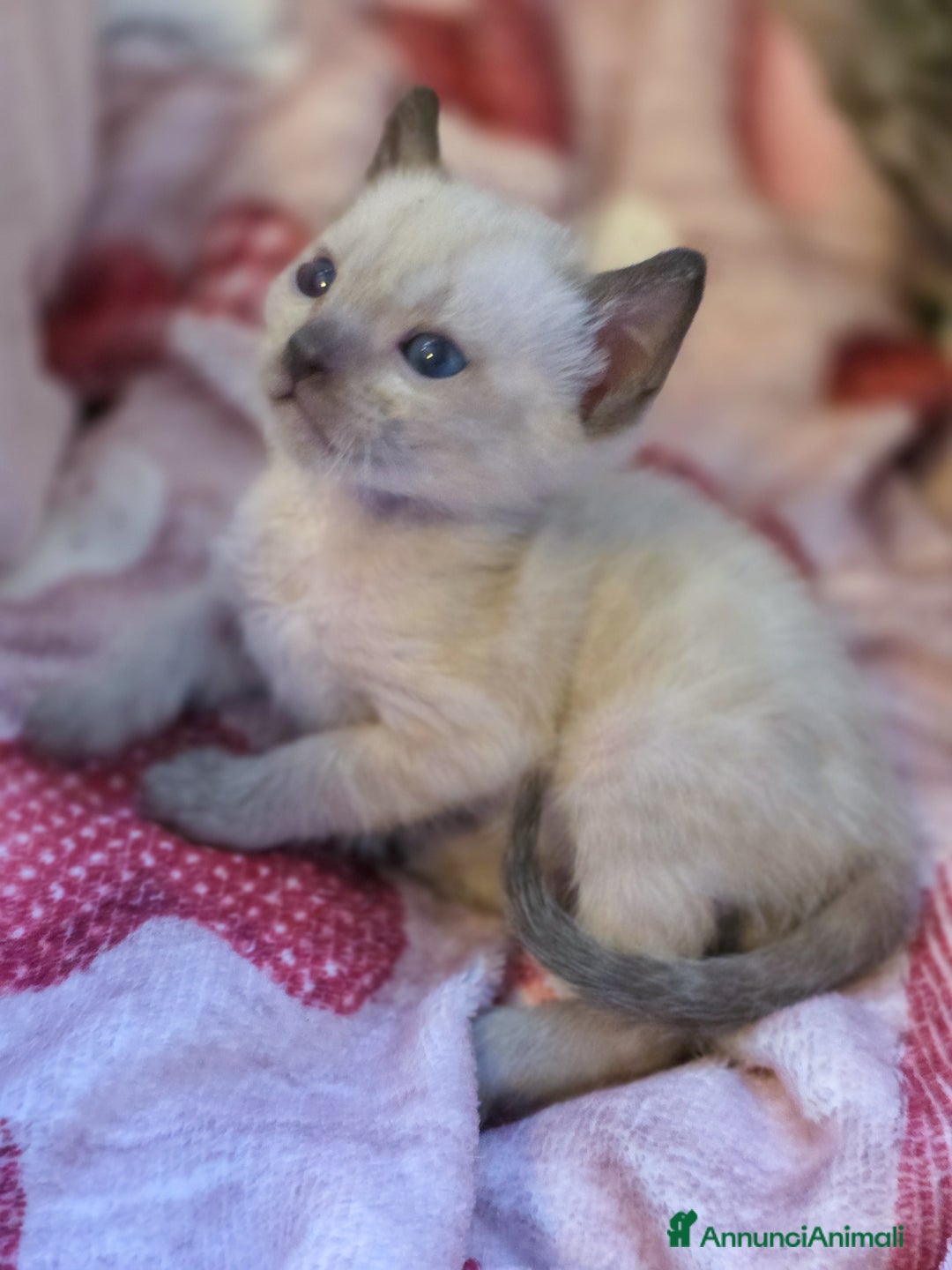 Bengala gatti in vendita: Cucciolo maschio gatto bengala  - Annuncio 9