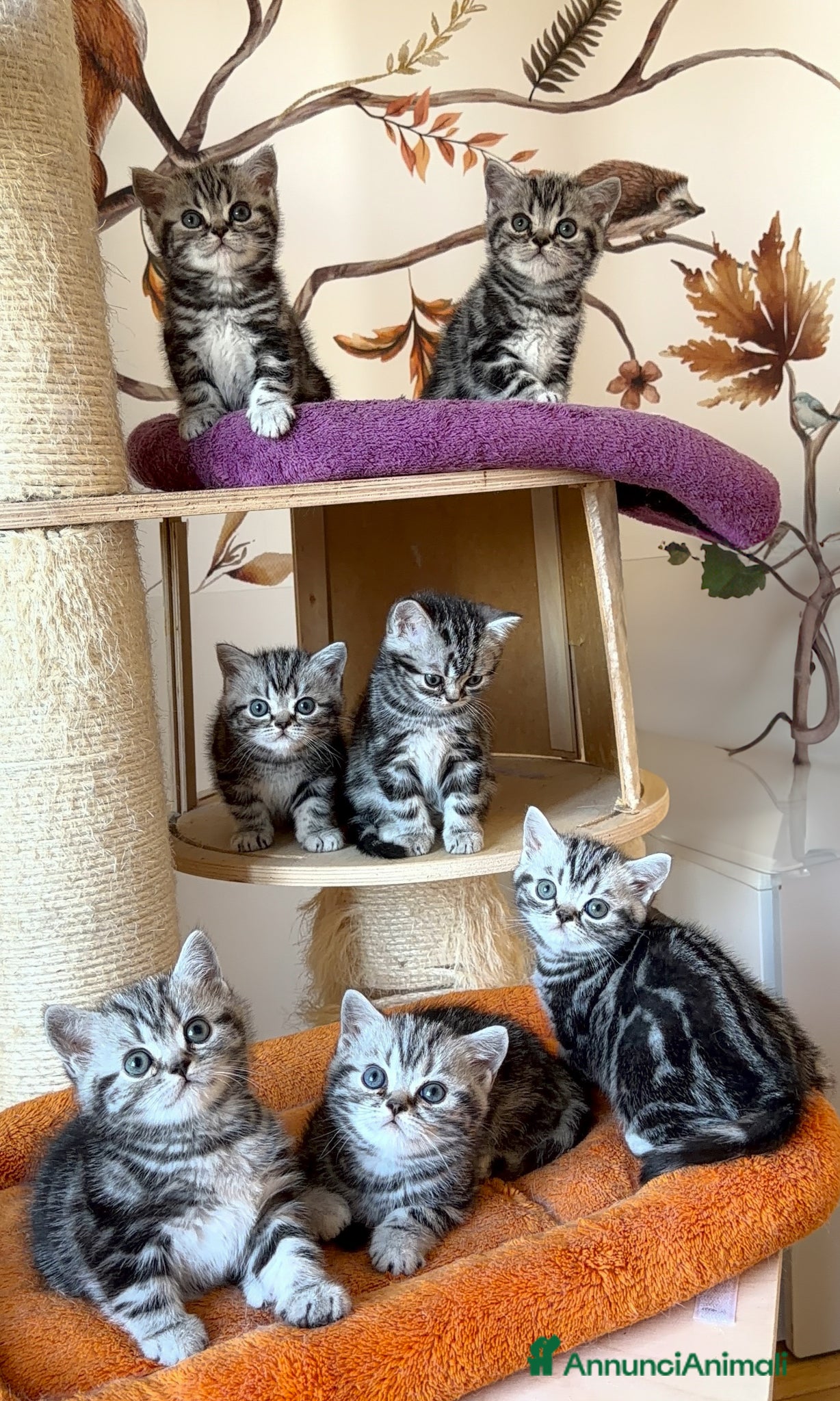 British gatti British Shorthair Black Silver Tabby - Annuncio 6