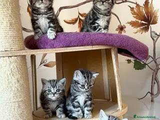 British gatti British Shorthair Black Silver Tabby - Annuncio 6