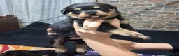Rottweiler cani in vendita: Cuccioli Rottweiler  - Annuncio 6