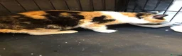 Altre razze gatti in regalo: SOLO PER CHI HA UN 💖  - Annuncio 3