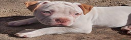 Bulldog cani in vendita: American bulldog  - Annuncio 10