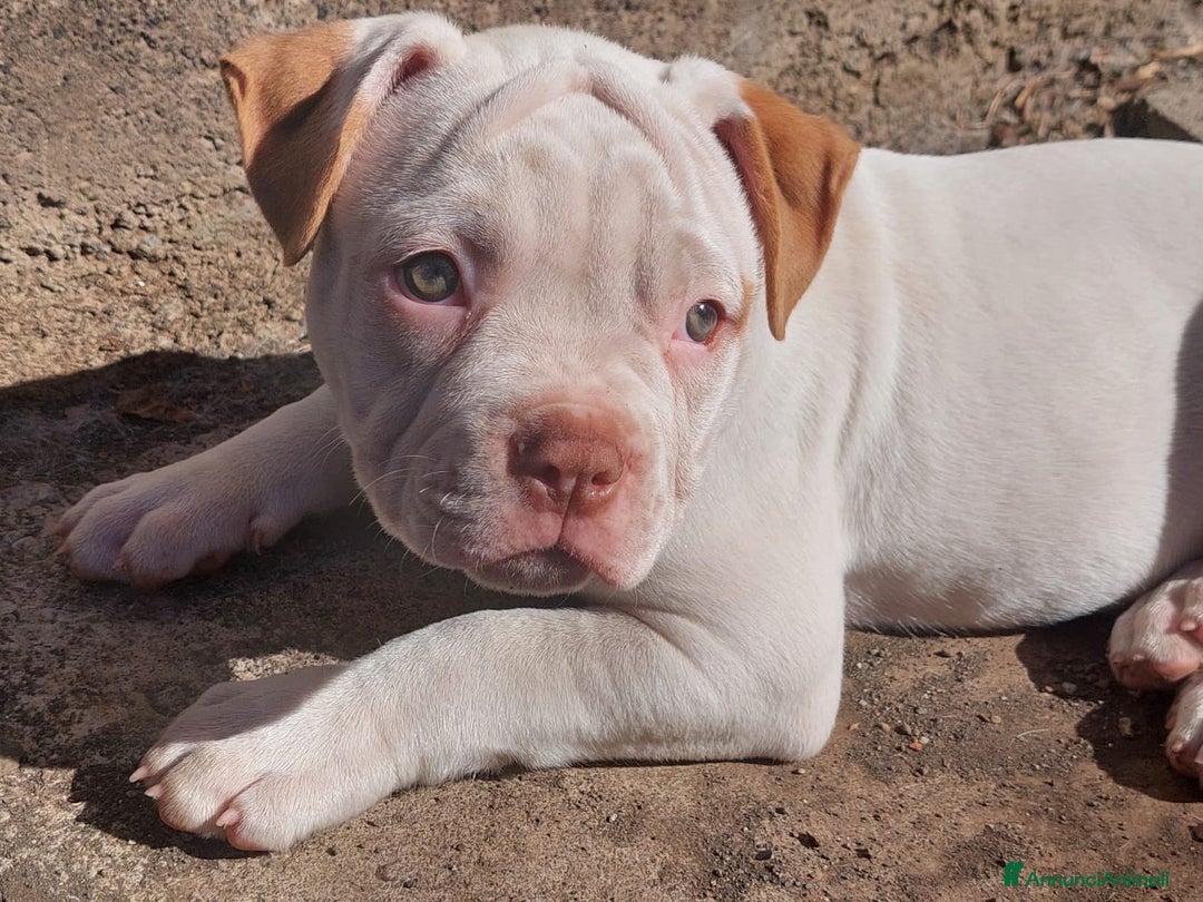 Bulldog cani in vendita: American bulldog  - Annuncio 10