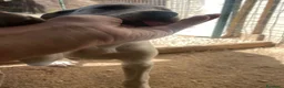 Meticcio cani in regalo: ADOTTACI - Annuncio 9