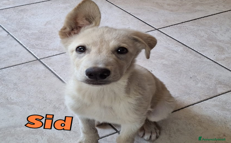 Altre razze cani a Provincia di Parma - Annuncio 1