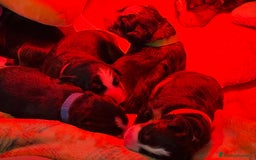 Bovaro del Bernese cani in vendita: Disponibili Cuccioli Bovaro Del Bernese - Immagine 9