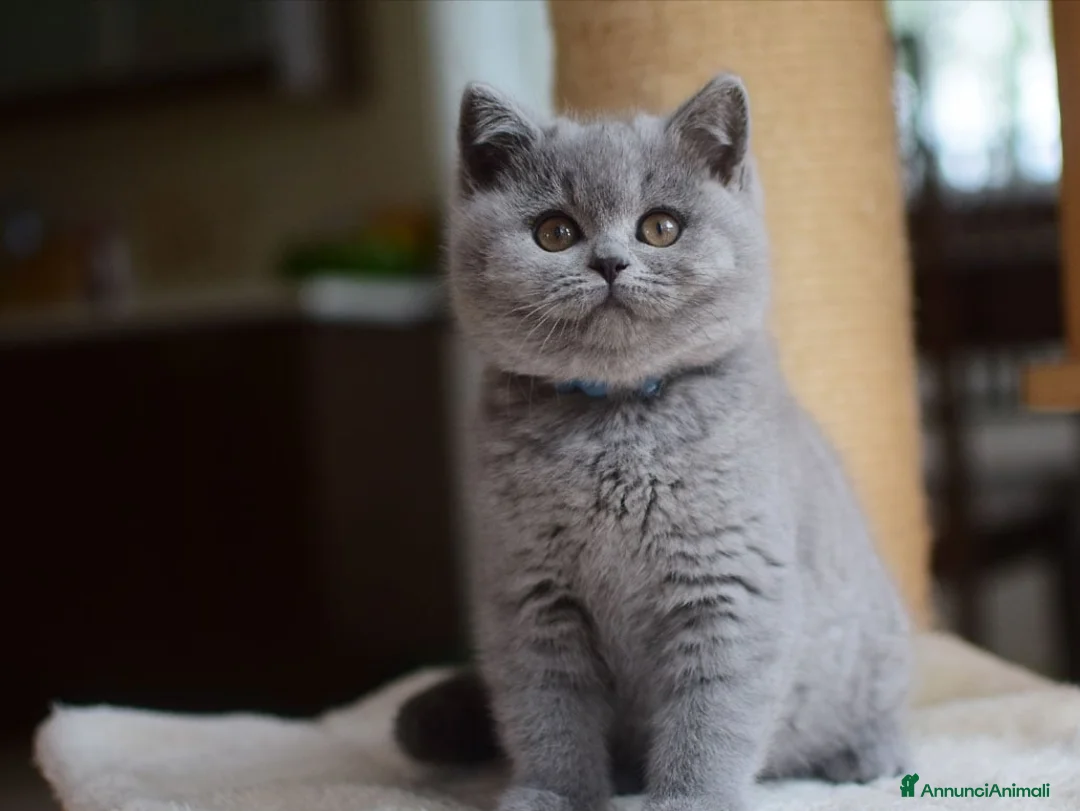 Immagine della galleria {{count}}