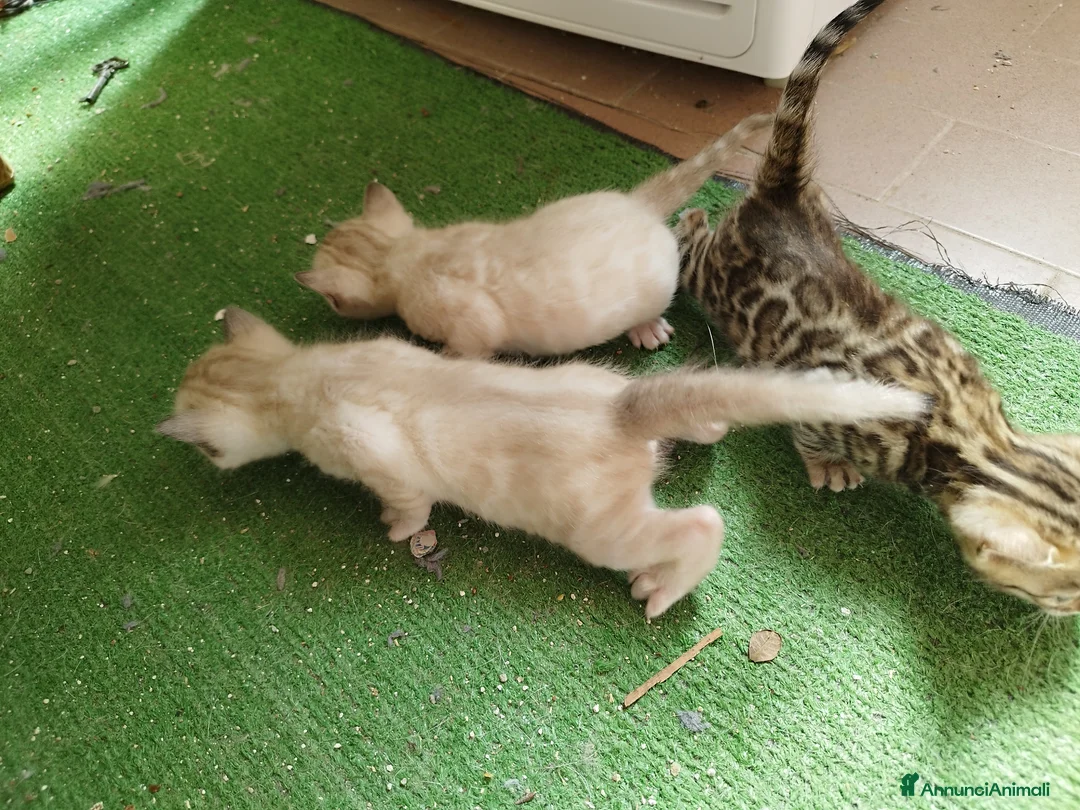 Bengala gatti in vendita: Gattini bengala a Provincia di Perugia - Annuncio 3