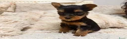 Yorkshire cani in vendita: Adorabili Cuccioli di Yorkshire terrier M/F - Annuncio 12